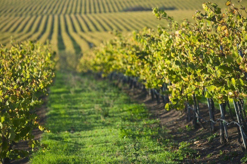 Rows of grape vines in a vineyard, with green leaves and a grassy ground, on a sunny day.