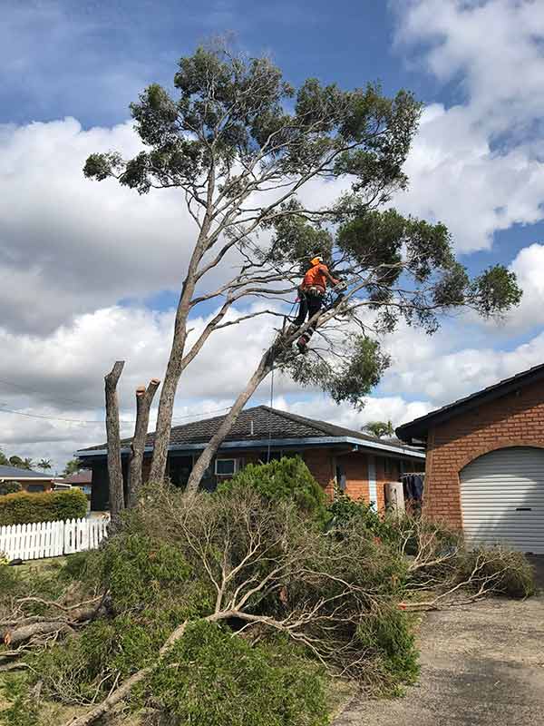 Palm Tree Removal  - Tree Removal in Lismore, NSW