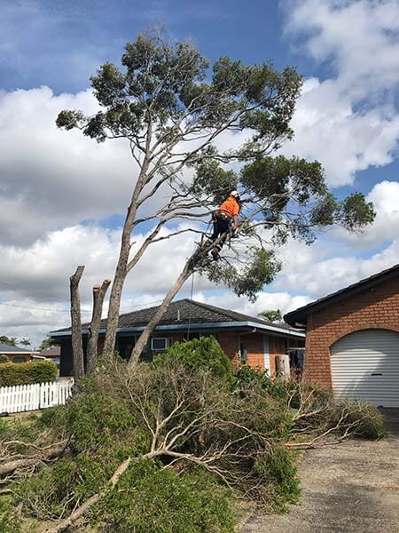 A worker trimming a tree in Lismore