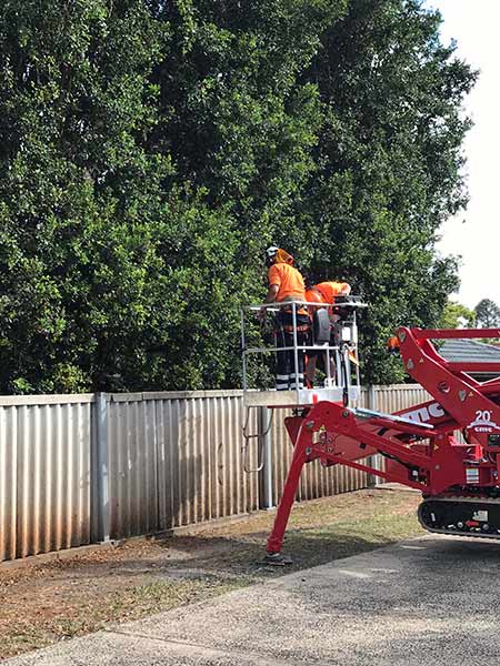 Workers using the Red Spider Lift to prune a tall tree in a yard in Lismore
