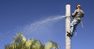 Insurance Work - Tree Removal In Lismore, NSW