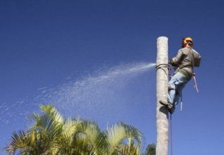 Palm Tree Removal  - Tree Removal in Lismore, NSW