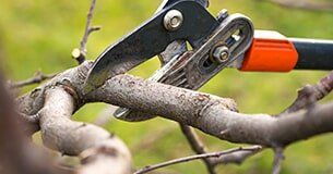 Tree Pruning - Tree Removal In Lismore, NSW