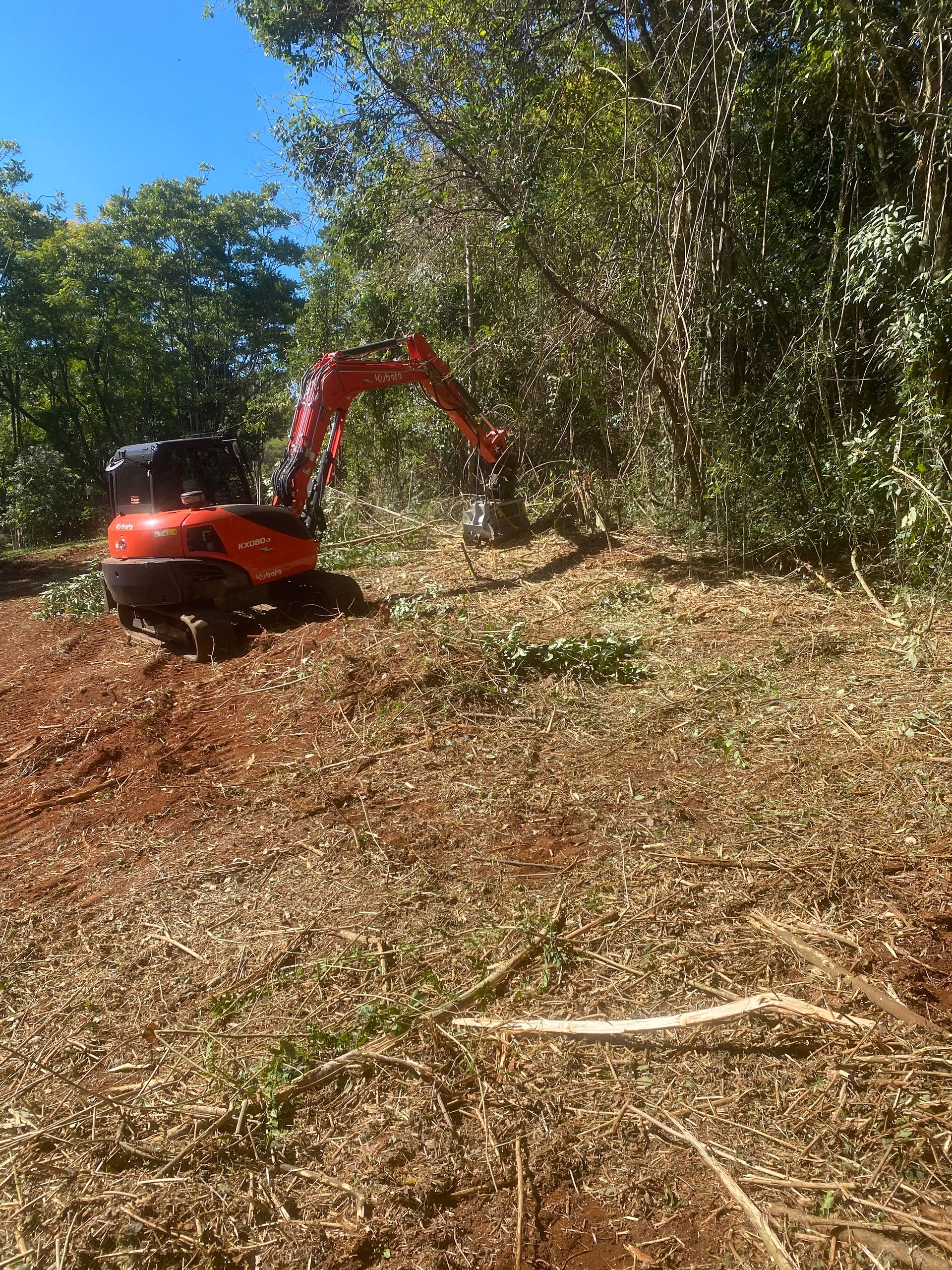 Land Clearing - Tree Removal In Lismore, NSW