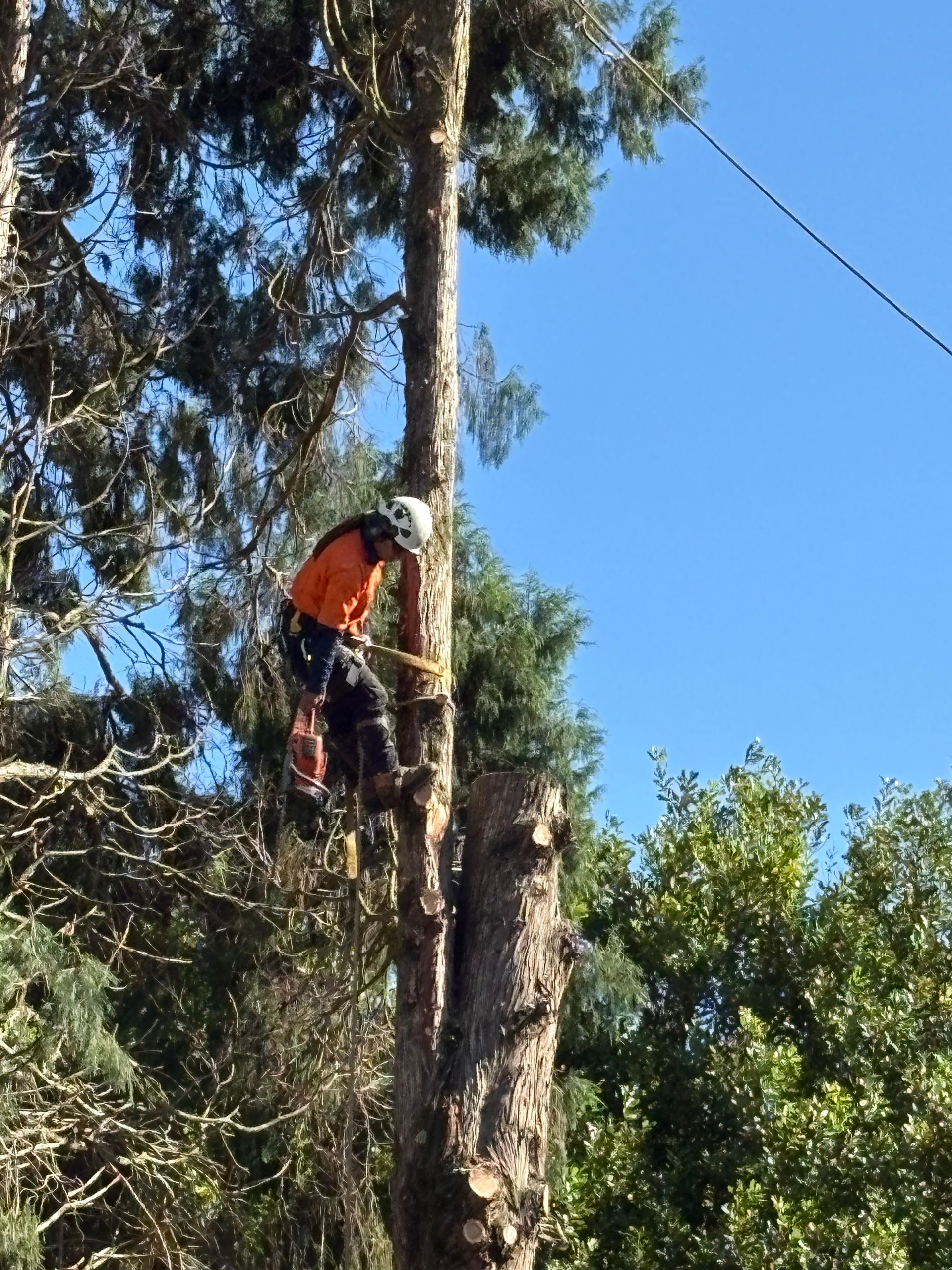 An Arborist Smiling - Tree Removal In Lismore, NSW
