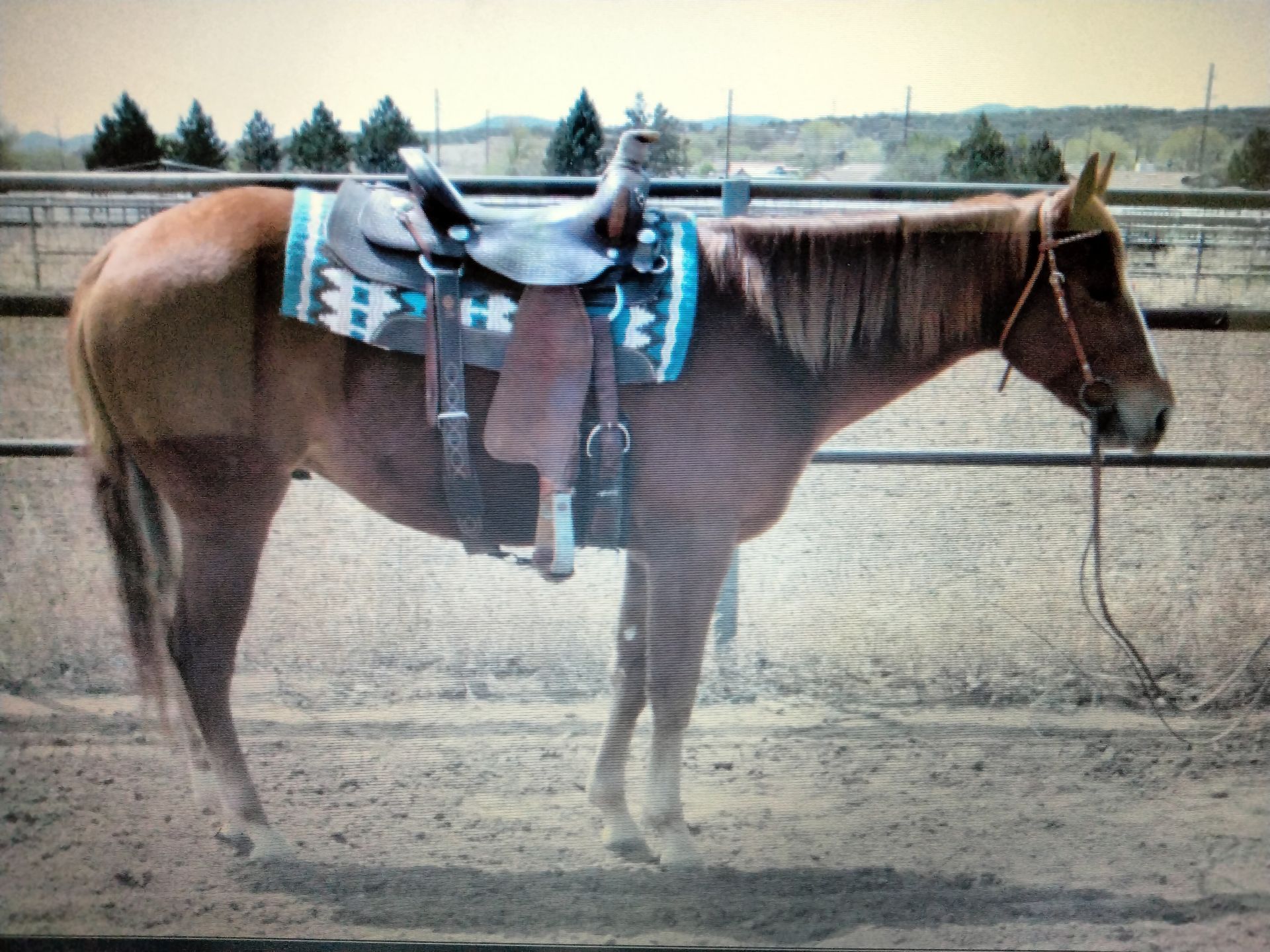 Chestnut horse in a corral, wearing a saddle with teal and white accents; head turned to the right.