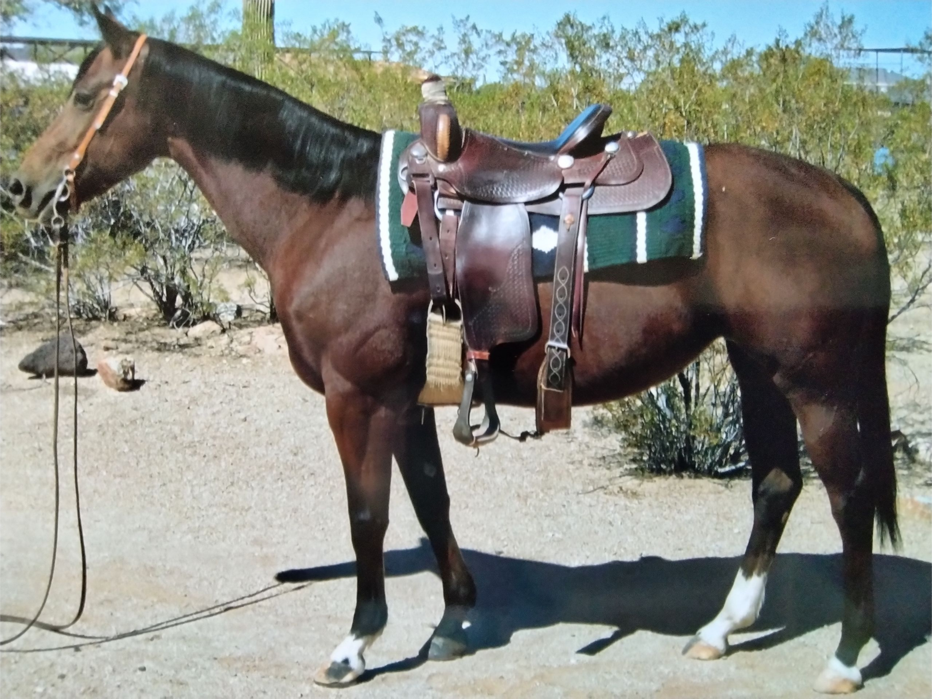 Bay horse saddled, ground tied outdoors. Green saddle pad, tan halter, white leg markings.