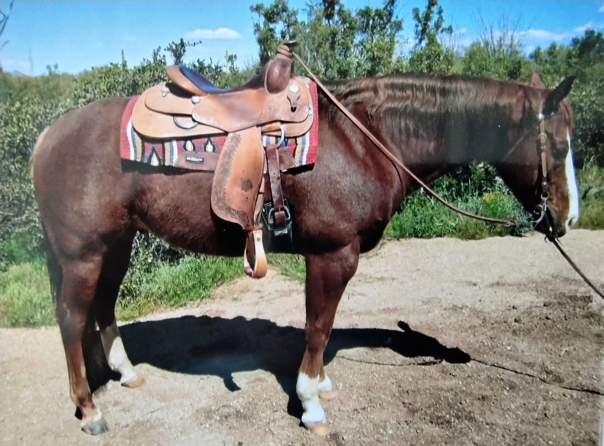 Brown horse with saddle in a sunny outdoor setting, light-colored legs, and white face stripe.