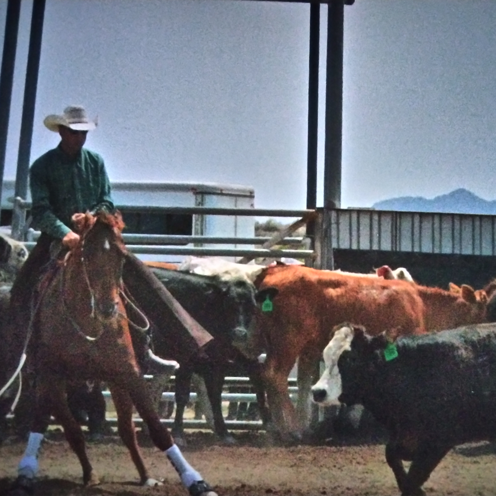 Cowboy on a brown horse herding cattle in a pen under a bright sky.