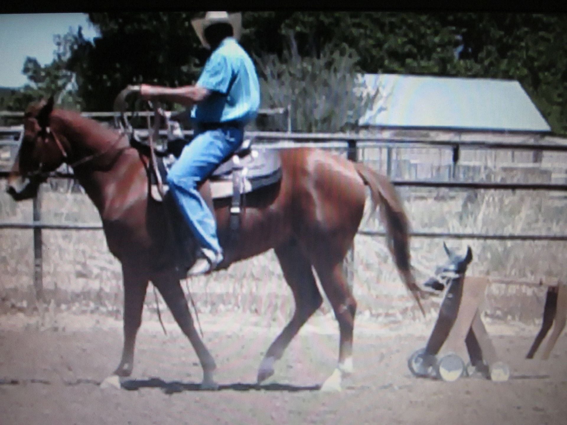 Palomino horse with a blonde mane, wearing a halter, on a black background.