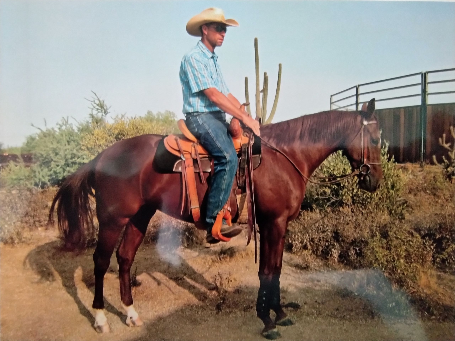 Man in cowboy hat on a brown horse, outdoors. Desert setting with cactus and fence visible.