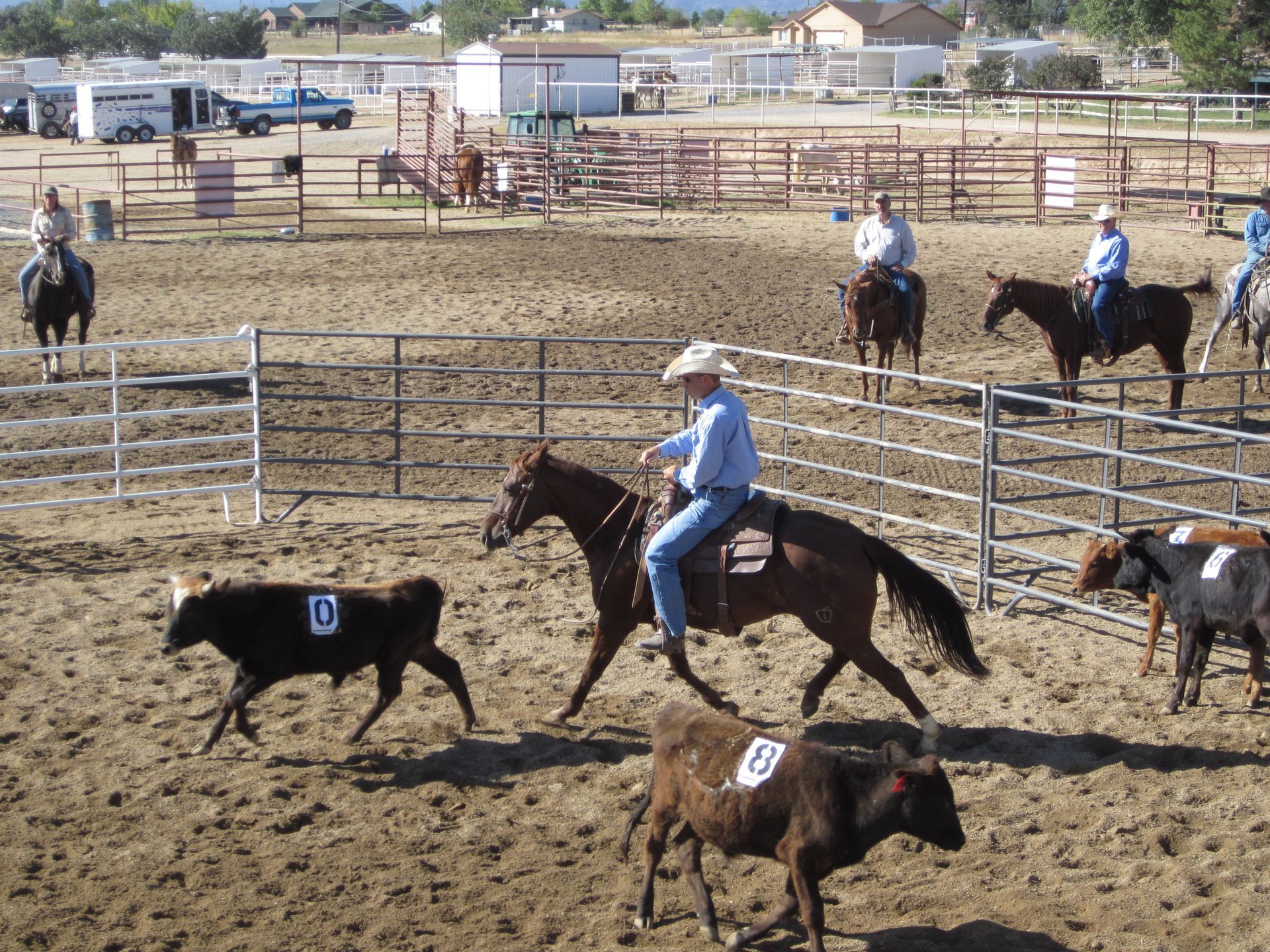 Cowboy on horseback roping calf in rodeo arena. Other riders, spectators, and fences are visible.