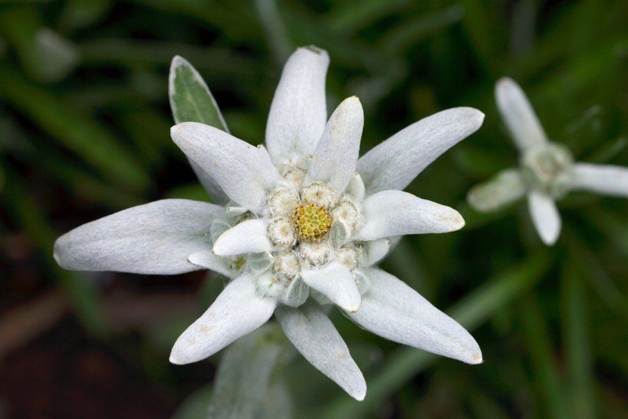 edelweiss flower