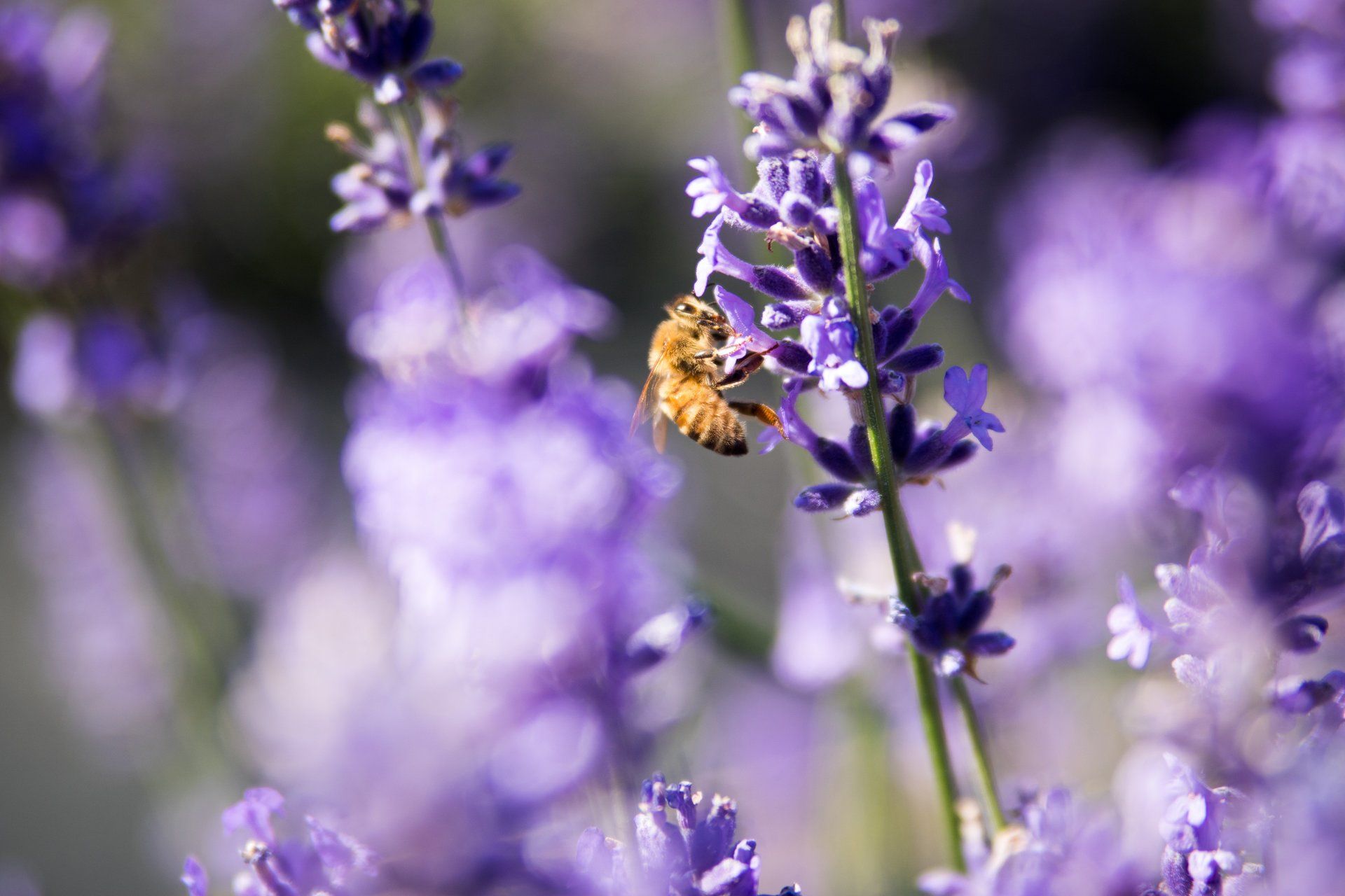 benefits of lavender for the skin