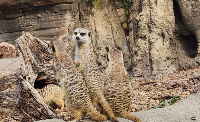 Meerkats standing on rock