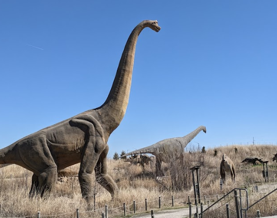 Meerkats standing on rock