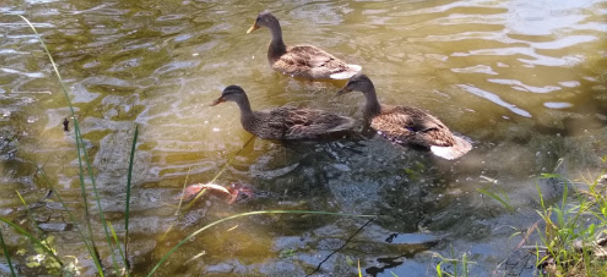 Meerkats standing on rock