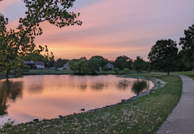 Meerkats standing on rock