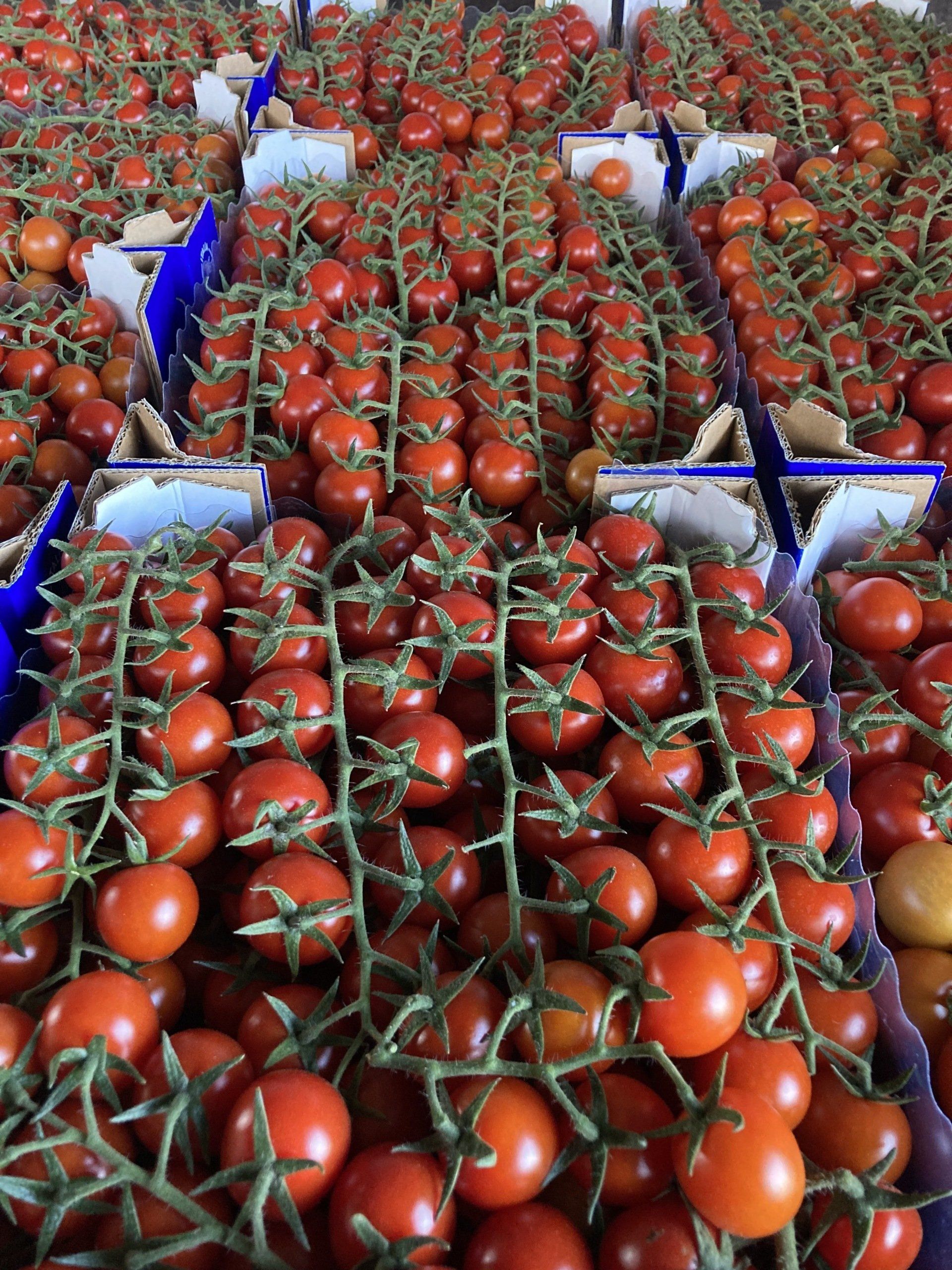 pomodorini a grappolo