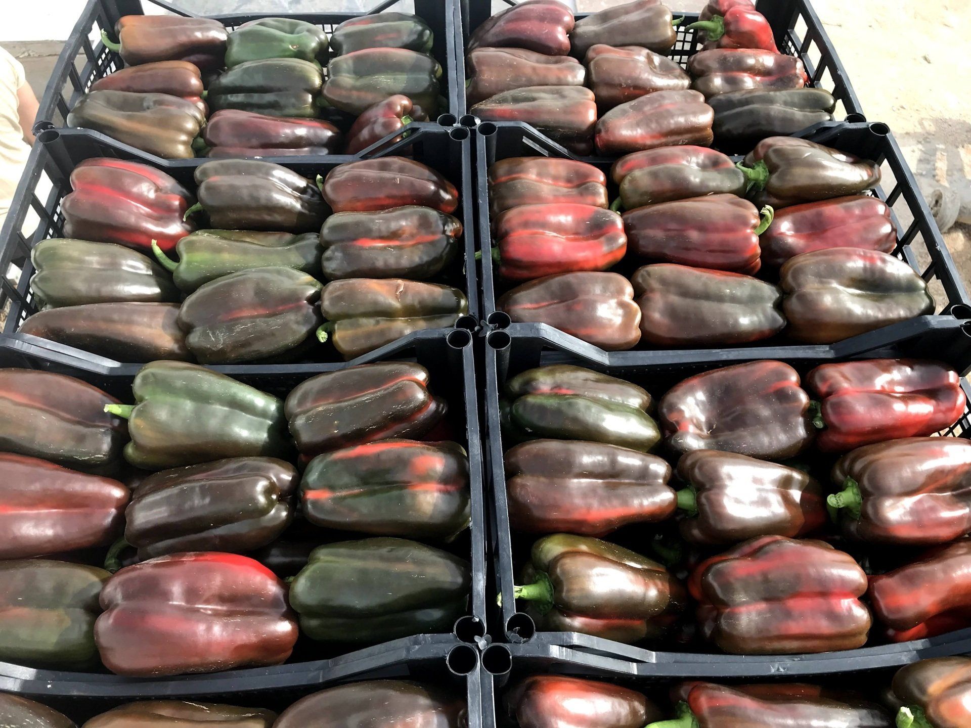 peperoni in cassetta