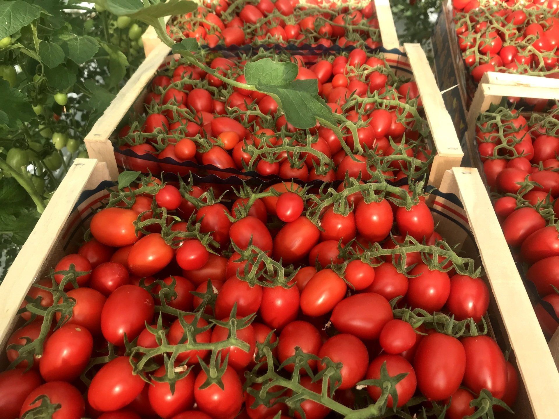 pomodorini cicliegini