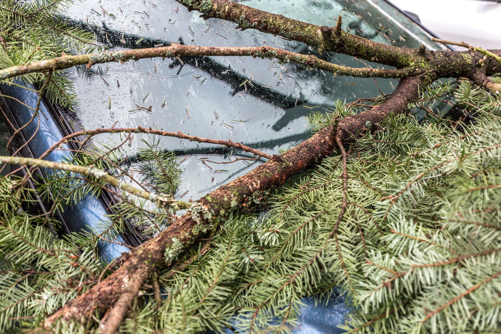 Evergreen tree branch on a car windshield, possibly in transit.