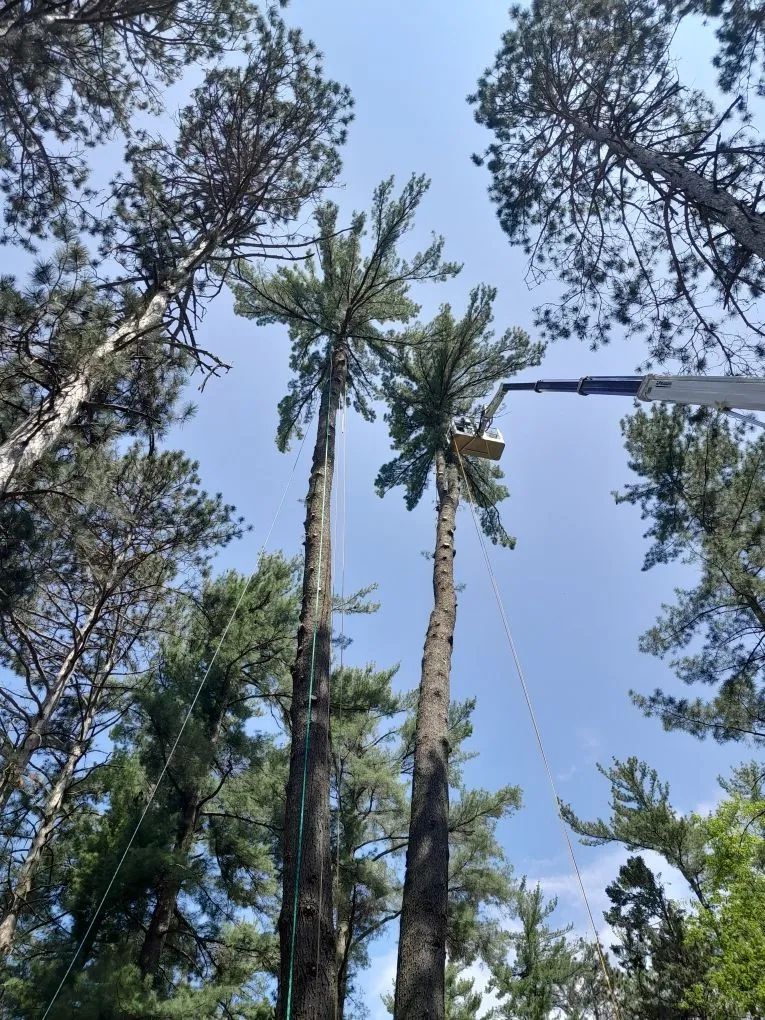 Two tall trees being trimmed from a lift, blue sky peeking through surrounding trees.