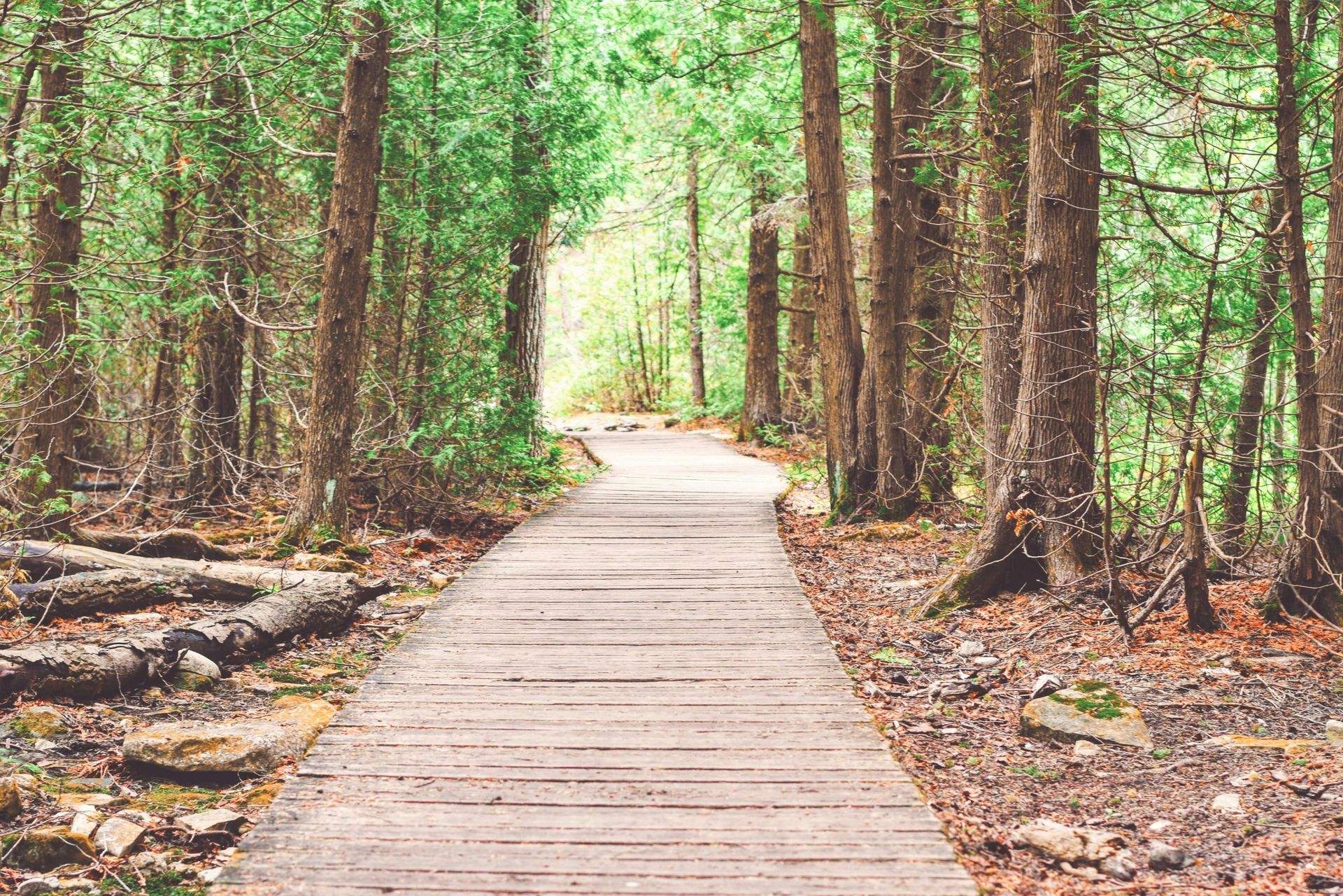 Wooden boardwalk path through a green forest, leading to a bright opening.