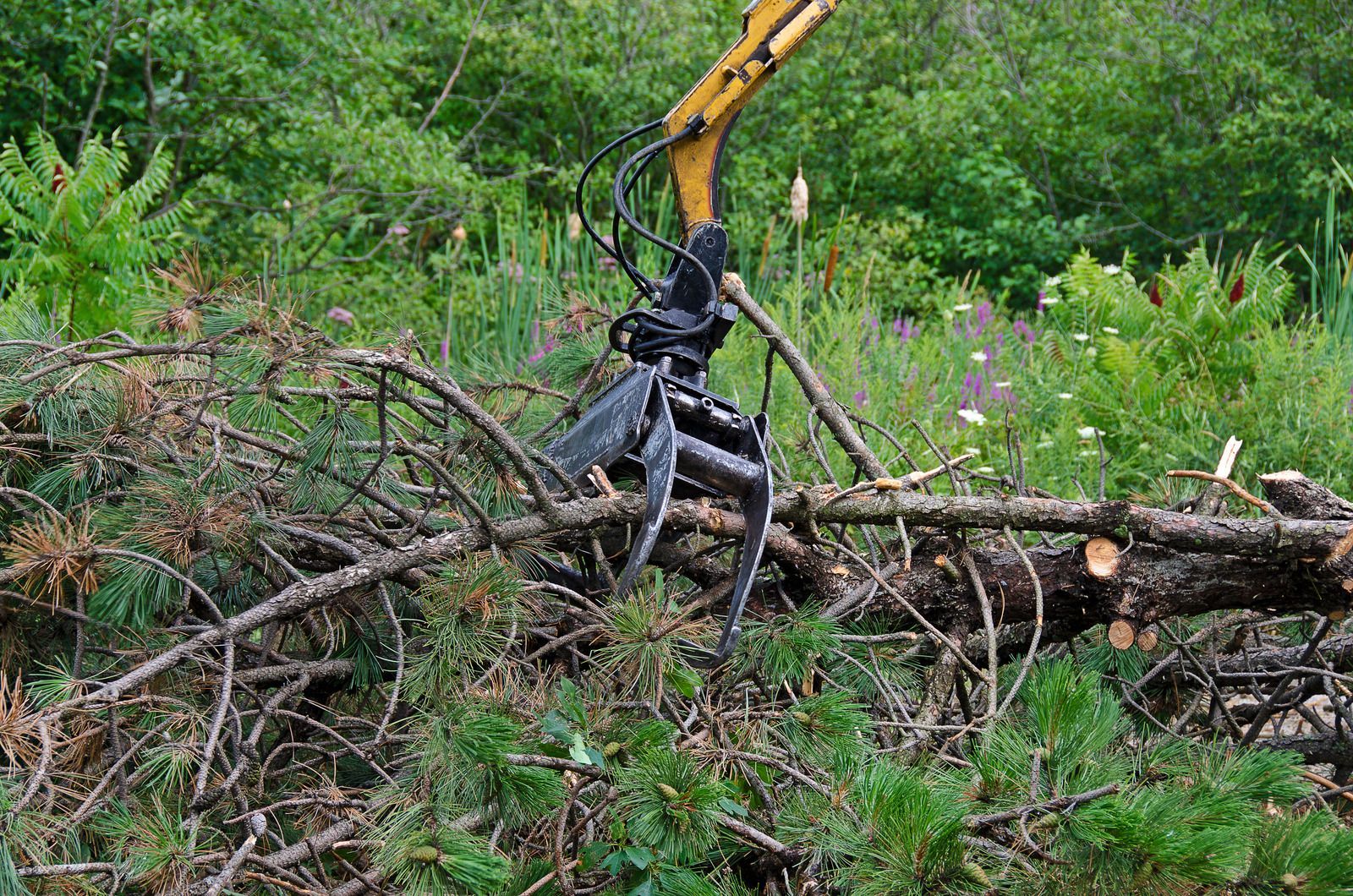 An excavator arm with a grapple holding a tree branch amidst brush and vegetation.