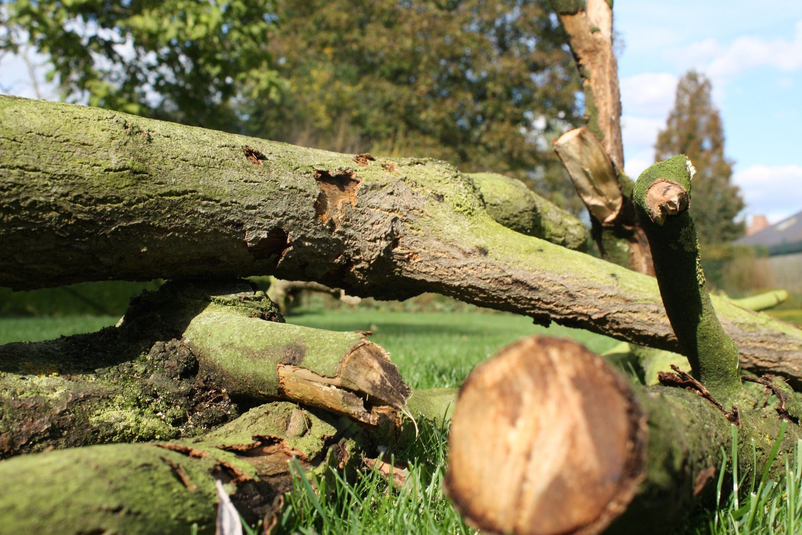 A pile of logs laying on top of each other in the grass.