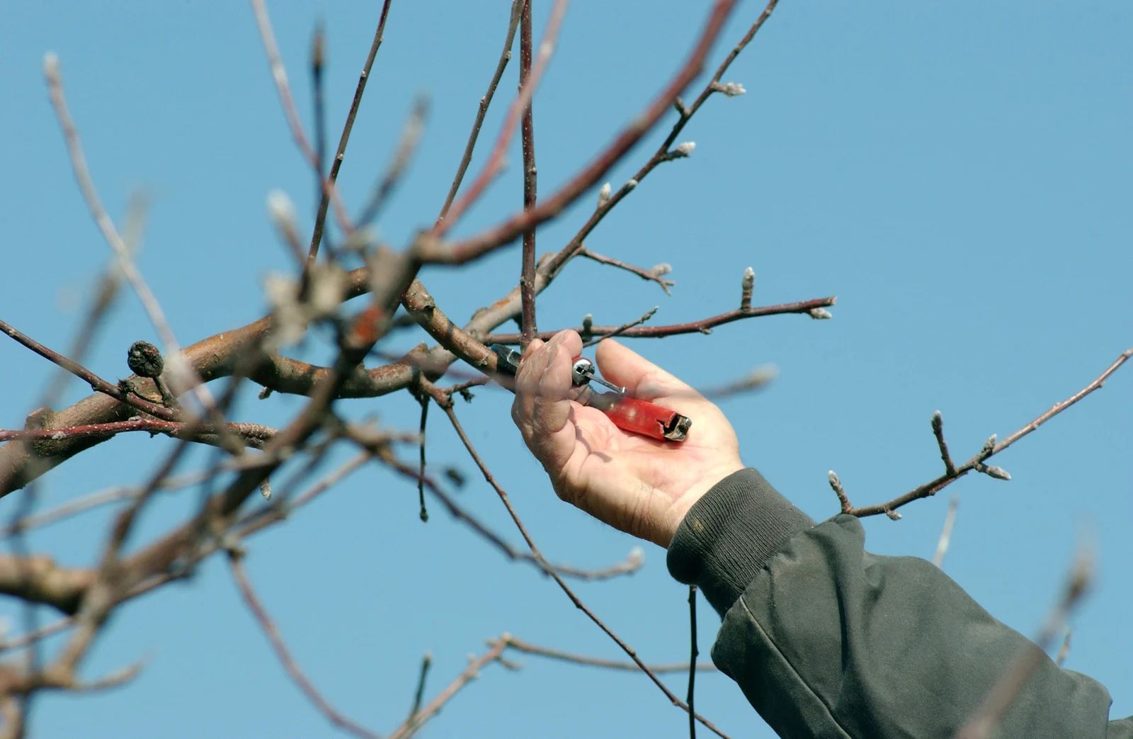 A person is cutting a tree branch with a pair of scissors