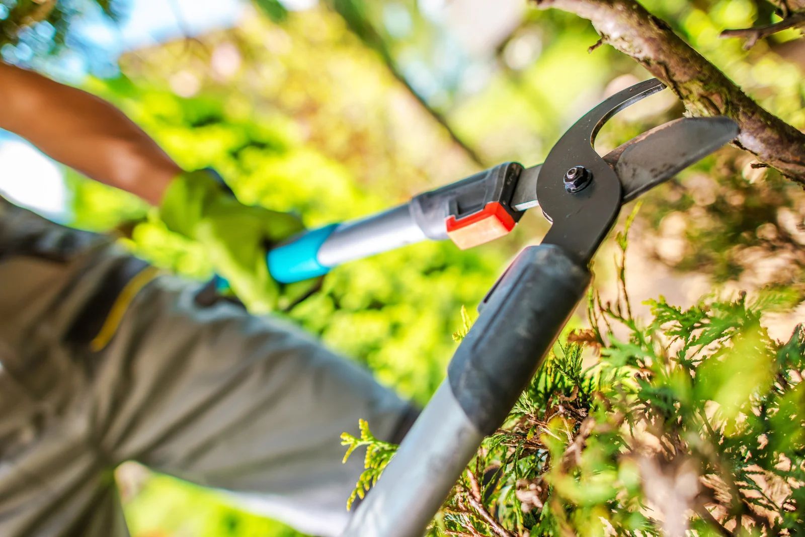 Person pruning a tree with long-handled shears, wearing gloves.