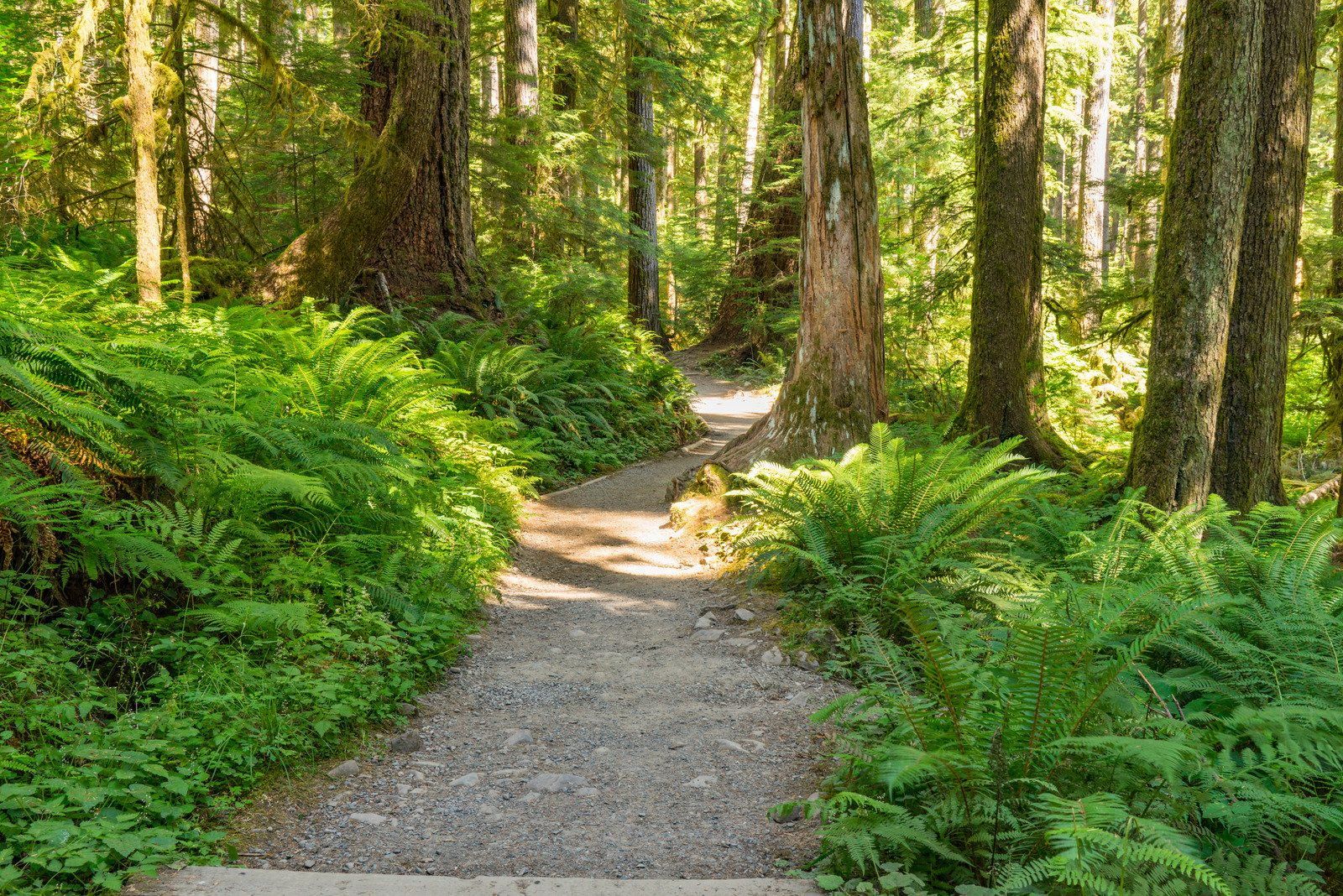 A gravel path winds through a lush green forest, sunlight dappling through the trees.