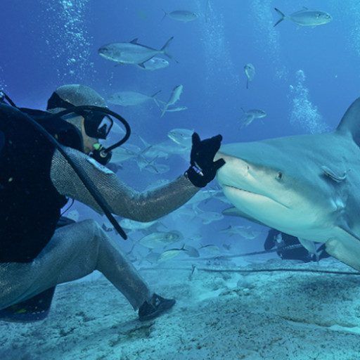 Buzo tocando un gran tiburón bajo el agua, rodeado de peces. Agua azul.