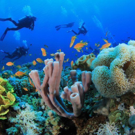Los buzos exploran un colorido arrecife de coral con peces brillantes.