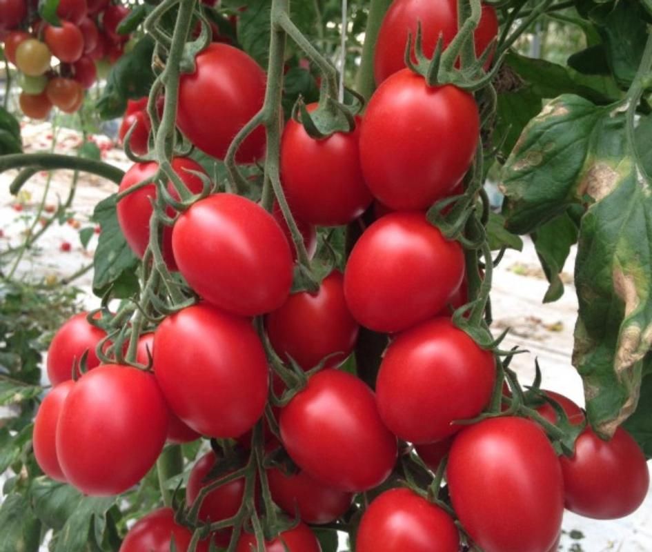 Pomodori free nichel