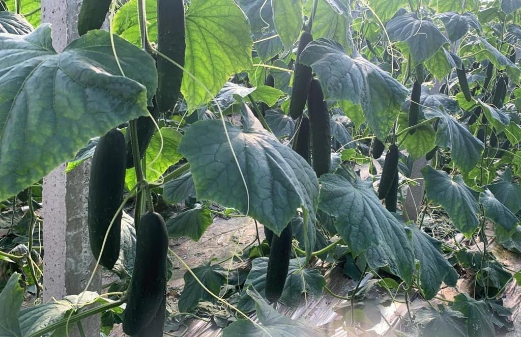 coltivazione cetrioli