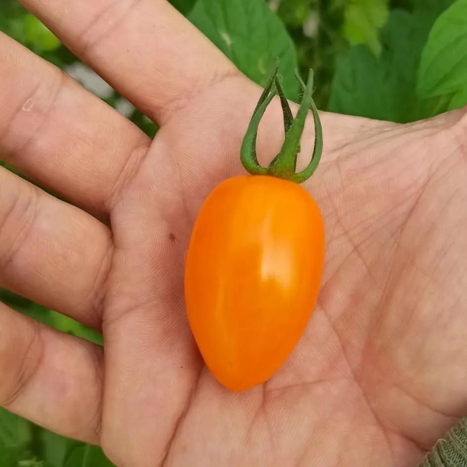 pomodori datterino arancioni