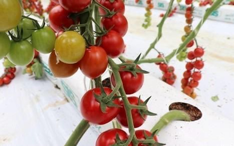 coltivazione pomodori