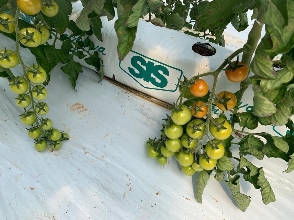 pomodori free nichel