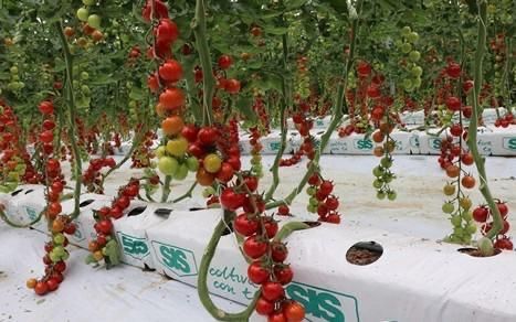 pomodori fuori terra