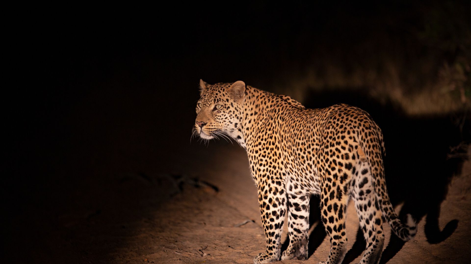 Leopard with spotted coat, illuminated in darkness, alert and watching.