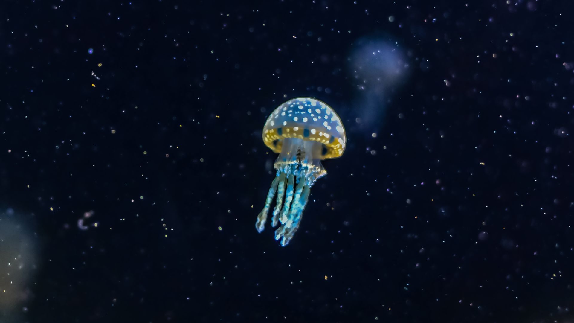 Spotted jellyfish with blue and yellow colors floating in dark water.