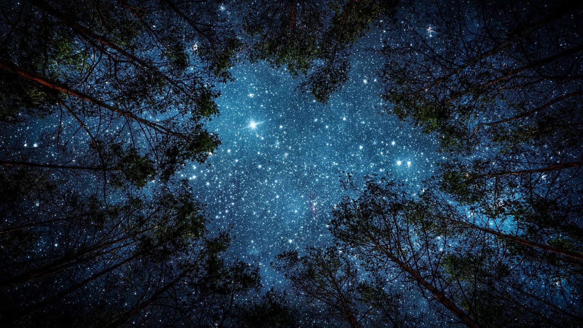 night sky with trees &stars