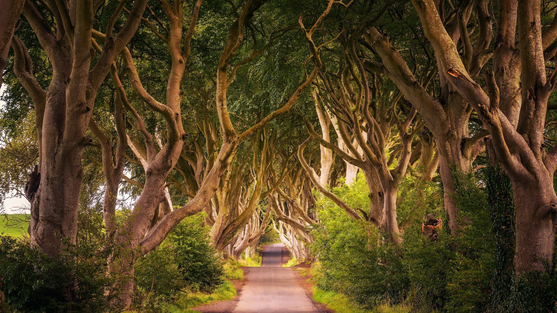 Tree-lined avenue with arched branches forming a canopy over a narrow road, sunlight filtering through.