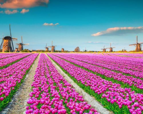 Barter's Tours - 5 Days Amsterdam, Kinderdijk and the Dutch Bulbfields River Cruise