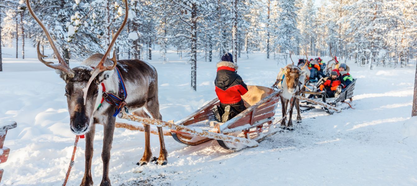 A reindeer pulling a sleigh with people in it in the snow.