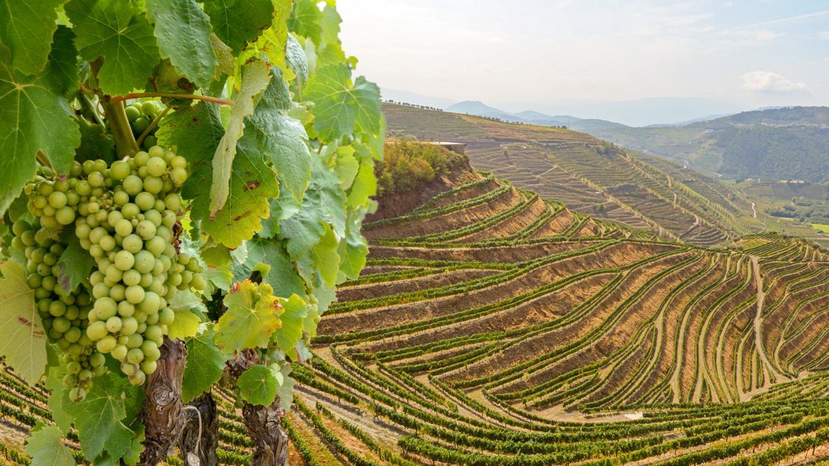 A bunch of grapes hanging from a vine in a vineyard douro river valley barters travelnet