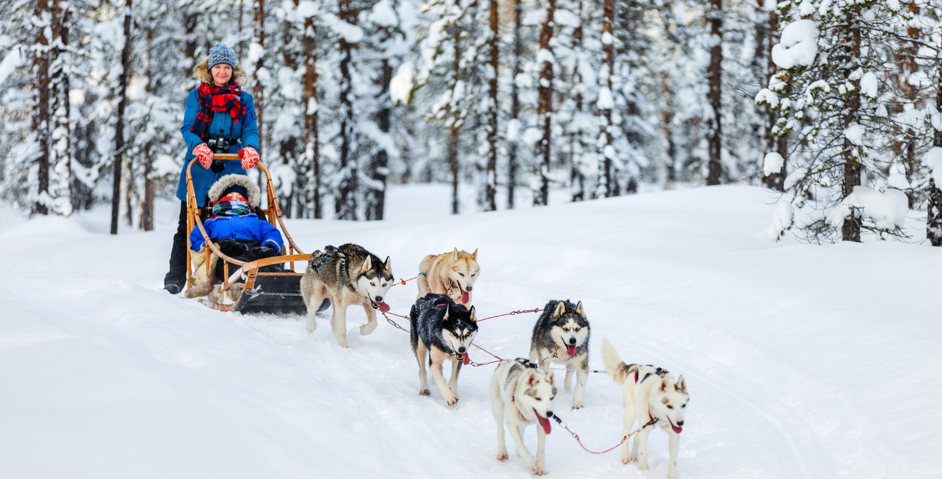 Embark on a Winter Wonderland Adventure in Lapland, Husky Safari - Blog Post Barters Travelnet