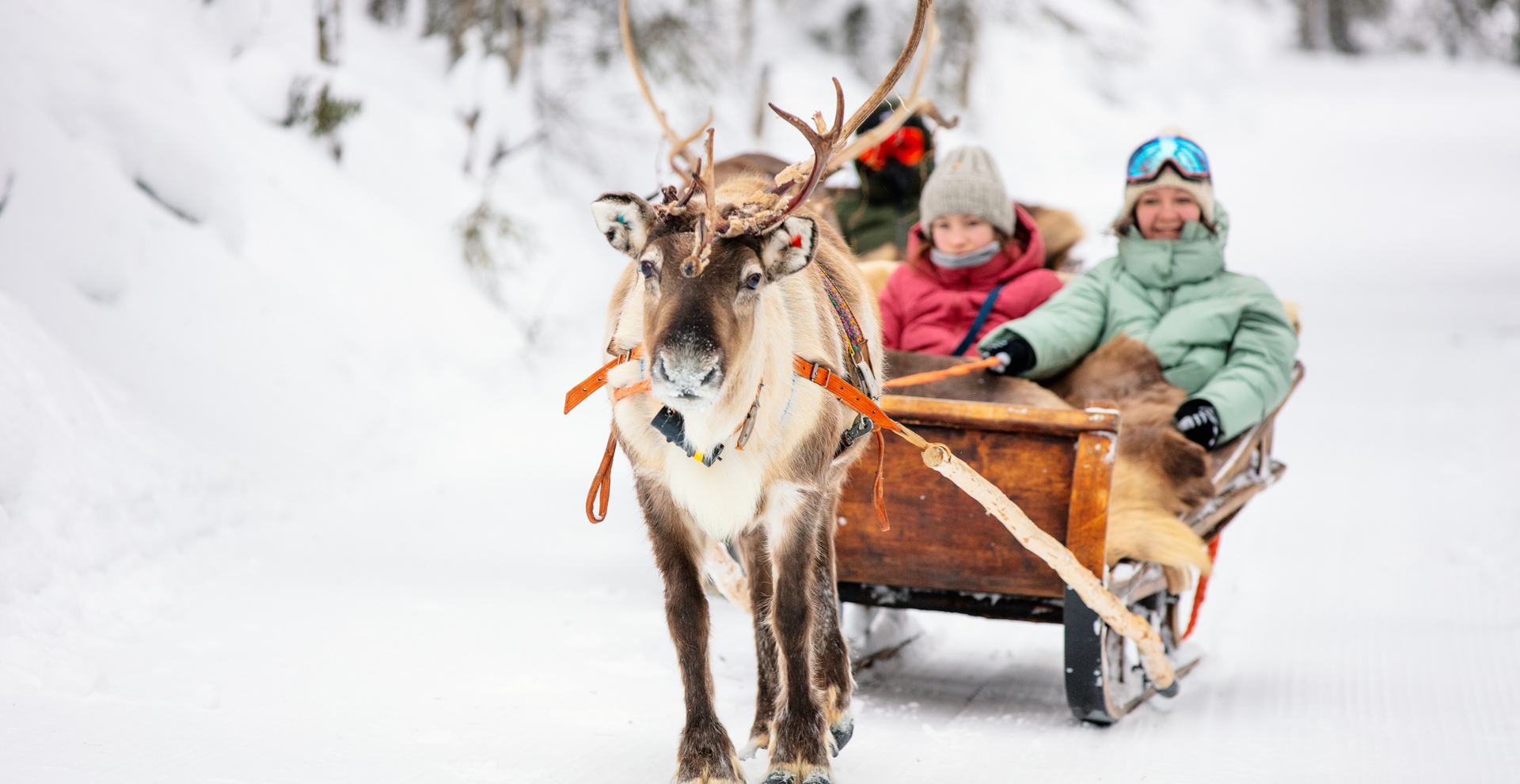 Embark on a Winter Wonderland Adventure in Lapland, Reindeer Safari - Blog Post Barters Travelnet